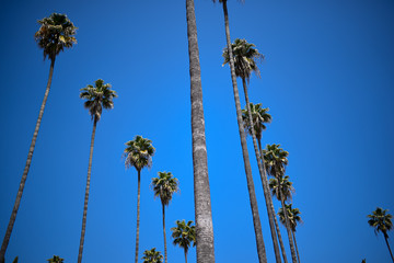 palm trees against blue sky