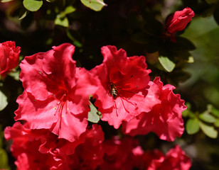 bee in flower