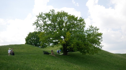 Tree on green hill 
