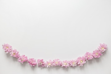 Flowers chrysanthemum row on white background. Flat lay, top view. Spring concept pastel background.