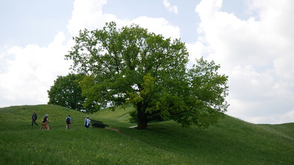 Tree on Green hill