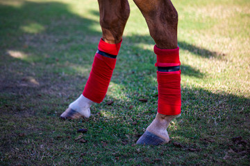 Obraz premium Horse prepared for Polo Tournament in Dominican Republic