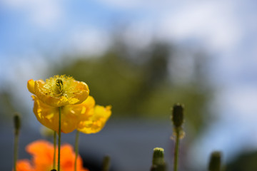 flowers against the sky