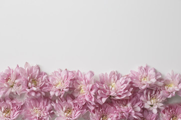 Naklejka na ściany i meble Floral border on white background. Chrysanthemum buds background