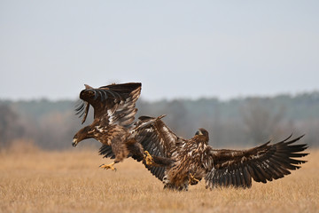 Walka Orlika Krzykliwego  w powietrzu © Pawel