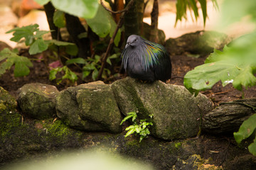 A beautifully colored Nicobar Pigeon sits on a rock and is surrounded by tropical vegetation. The pigeon is predominantly dark gray and has a colored feather collar