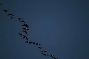 Flock of geese flying in sky