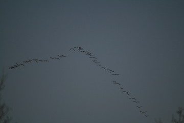 Flock of geese flying in sky