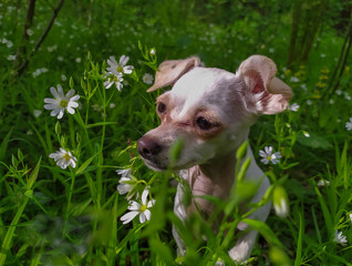 Portrait of a small white dog, a Russian Russian Terrier, against a background of thick grass and white flowers of Stellaria.