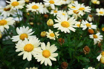 white flower in a garden