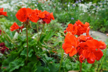 red  flowers