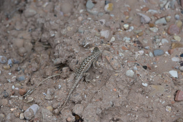 Hidden Lizard