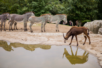 An antelope freely drinks water from a man-made lake, in a habitat common with that of zebras, from...