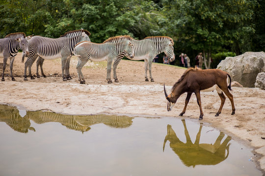 An antelope freely drinks water from a man-made lake, in a habitat common with that of zebras, from the nature reserve park located in the town of Saint-Aignan