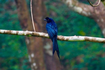 kakkathamburatti bird in kerala
