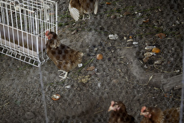 Chickens in a farm pen