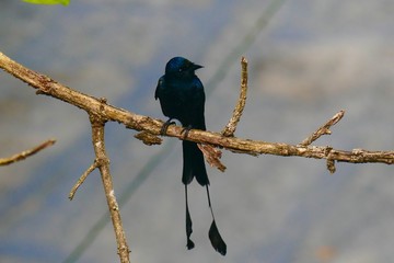 kakkathamburatti bird in kerala