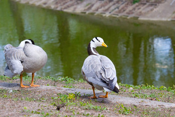 Wild goose standing on ground in the countryside