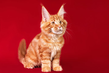 Obraz na płótnie Canvas Lovely big red and white maine coon kitten on red background in studio.