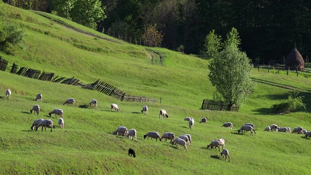 4k video of lambs grazing on field. Beautiful rural landscape

