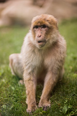 A young adult macaque barbary sits in the grass and eats leaves at lunch, and during this, he pays close attention to the tourists