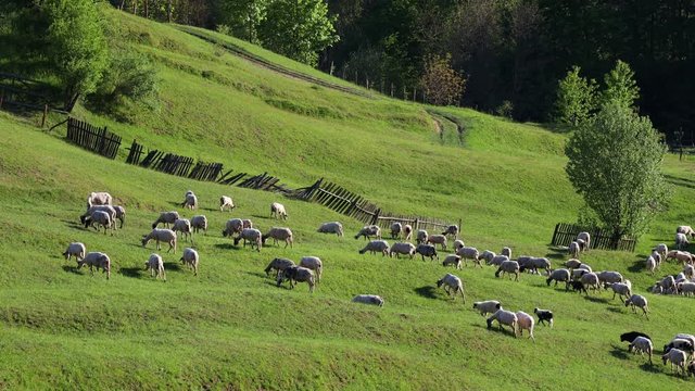 4k video of lambs grazing on field. Beautiful rural landscape
