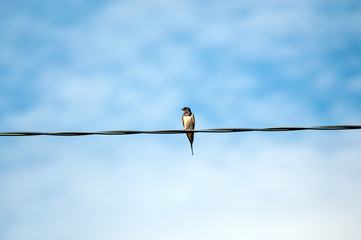swallow sitting on a wire