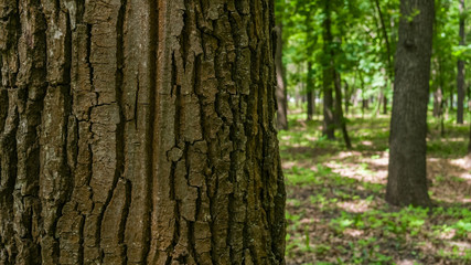 Oak tree bark. Blur forest background. Texture background. Macro shooting, closeup