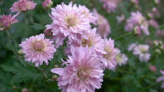 pink chrysanthemum flowers,autumn flowers in the garden the wind blows slowly