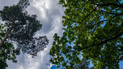 Top of the trees with green leaves and grey clouds in the forest. May, Spring. Background