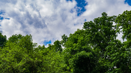 Top of the trees with green leaves in the forest. Blue sky with clouds. May, Spring. Background