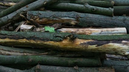 A bunch of logs with green leaf, lying in the forest. Background. Macro shooting, closeup