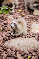 A young racoon at the zoo loudly defends its food received from caregivers
