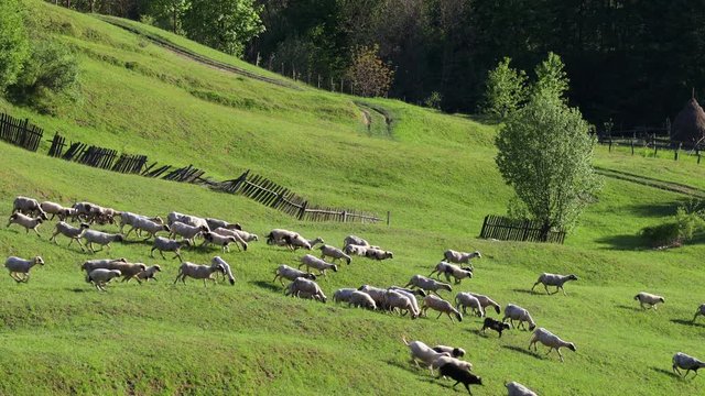 4k video of lambs grazing on field. Beautiful rural landscape
