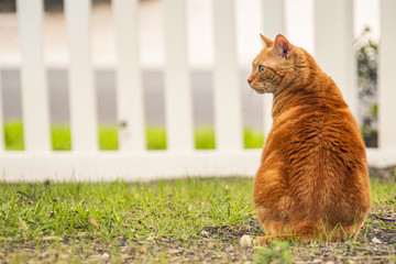 Side profile of orange tabby sitting outdoors in the grass