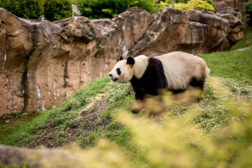 Obraz na płótnie Canvas An adult panda bear walks in its enclosure from the zoo, being visited by tourists. Around its habitat are large stone walls.