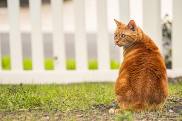 Chubby orange tabby cat sitting in fence backyard