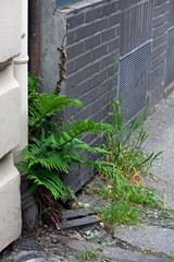 Adlerfarn (Pteridium aquilinum) wächst an einer Hauswand - eagle fern growing in the city