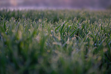 Spring grass drops with bokeh from sunrise