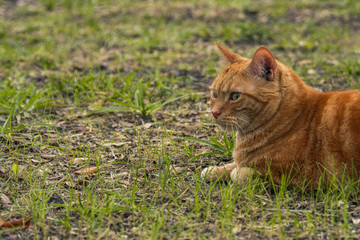 Orange tabby cat laying on the grass