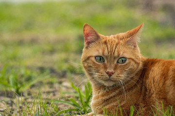cat in the grass