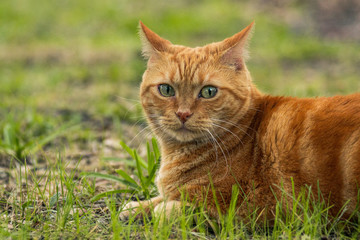 Naklejka na ściany i meble Orange Tabby cat on grass