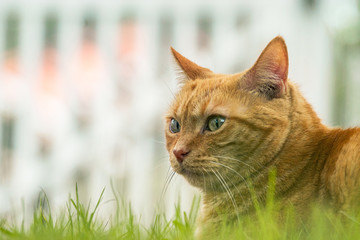cat on green grass