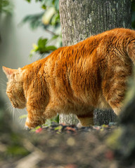 Cat stalking through trees