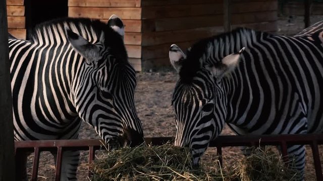 Zebras eating hay