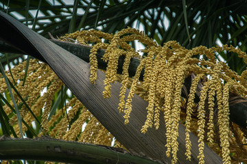Palm tree bloom