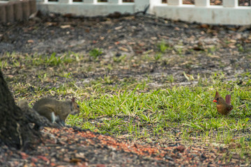 Naklejka na ściany i meble squirrel on the grass with female cardinal