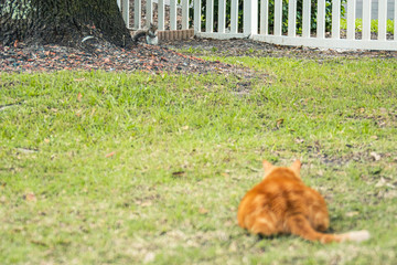 Orange Cat stalking squirrel