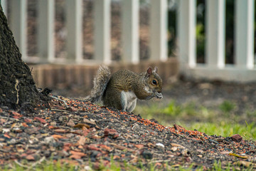 squirrel eating nut