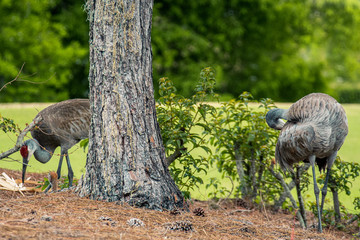 Sandhill Crane Adults